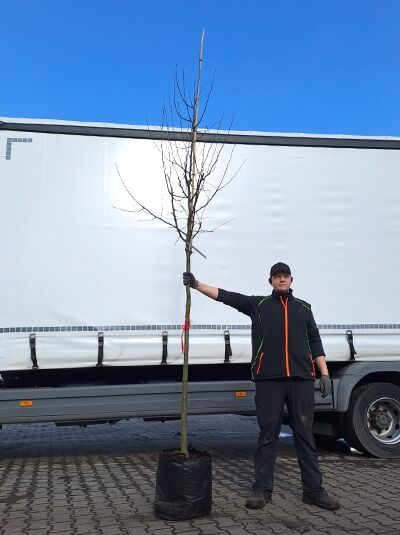 Malus 'Rudolph' / Zierapfel 'Rudolph' Hochstamm 10-12 StU im Container, laubloser Stamm mit verzweigter Krone