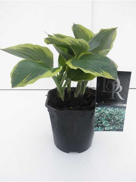 Graublättrige Goldrand-Garten-Funkie 'Aureomarginata' (Hosta fortunei 'Aureomarginata') im Topf C2 mit graugrünen Blättern und gelbem Rand.