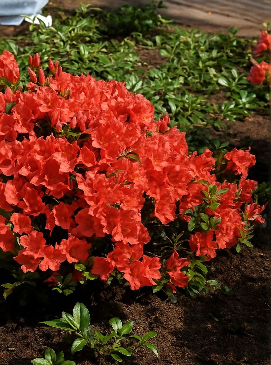 rhododendron seidel HELLIKKI RHODODENDRON 2gal