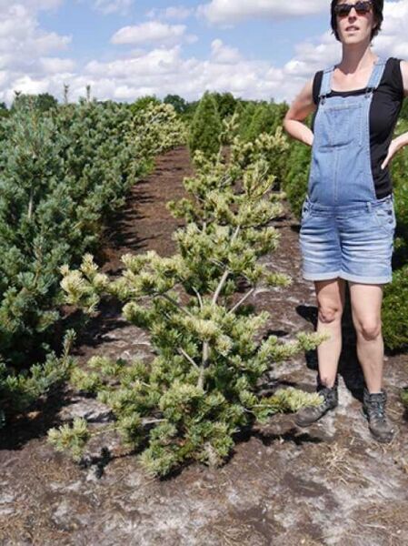Pinus parviflora 'Ryu-Ju' / Mädchen-Kiefer 'Ryu-Ju', 100-125 cm m. B., buschig wachsend mit hellgrünen Nadeln