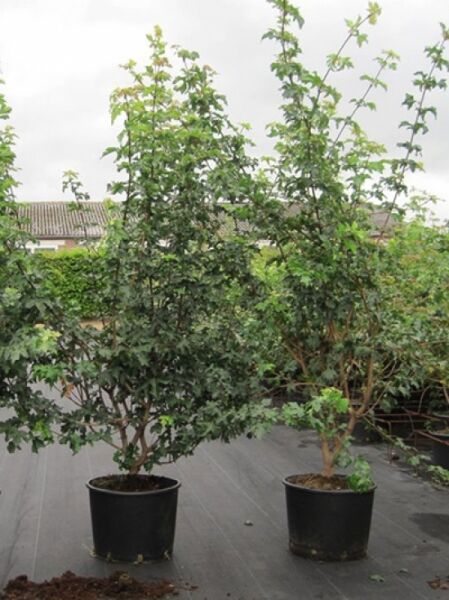 Acer campestre (Feld-Ahorn) Maßholder 150–175 cm im C20-Container, tannenförmiger Strauch mit grünem Laub im Topf.
