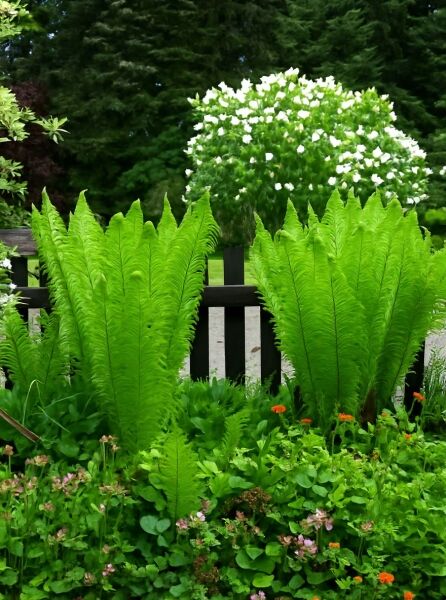 Matteuccia struthiopteris (Straußenfarn) mit aufrechten, hellgrünen Wedeln im Beet gepflanzt