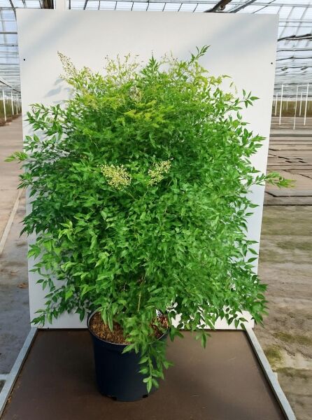 Nandina domestica (Heiliger Bambus/Himmelsbambus) 100-125 cm, C35, buschige Topfpflanze mit grünen Blättern und Blütenrispen.