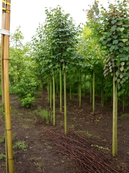 Cercidiphyllum japonicum Judasblatt als Hochstamm 14-16 StU mit Drahtballen, schlanker Stamm und grünes Laubdach in Baumschule