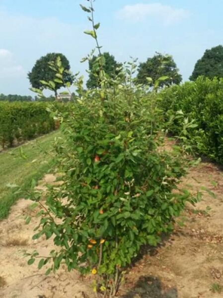 Kupfer-Felsenbirne (Amelanchier lamarckii) Solitärstrauch 175–200 cm m. B., mehrstämmig mit dichtem grünem Laub.
