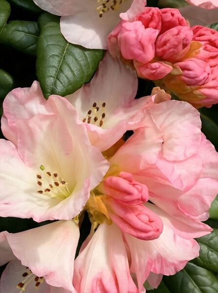 Rhododendron 'Dusty Miller' (Rhododendron yakushimanum) mit zart rosafarbenen Blüten und Knospen, dunkelgrünes Laub.