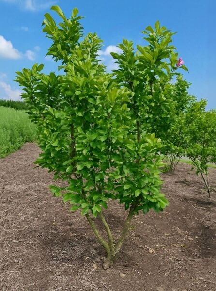 Magnolia liliiflora 'Susan' / Rote Tulpenmagnolie 'Susan', mehrstämmig 200–250 cm mit Db., Strauch mit grünem Laub im Feldbestand
