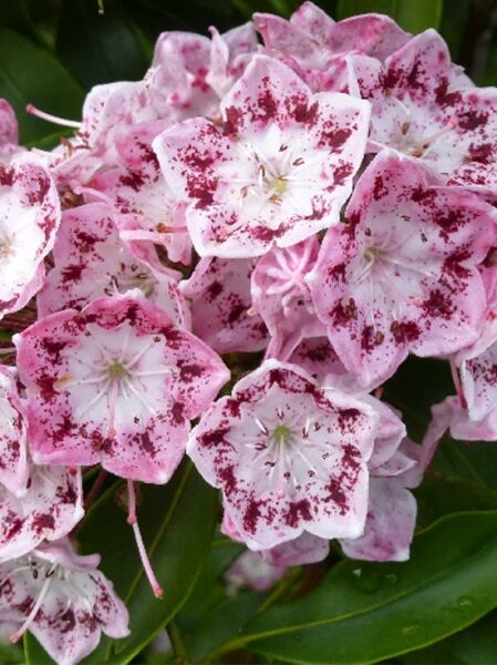 Kalmia latifolia 'Ideal' (Lorbeerrose/Berglorbeer 'Ideal'), rosafarbene Blüten mit weißer Mitte und purpurnen Sprenkeln