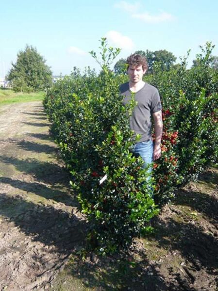 Ilex meserveae 'Heckenfee' / Stechpalme 'Heckenfee' 150-175 cm m. B., dicht verzweigter Strauch mit glänzend grünem Laub und roten Beeren