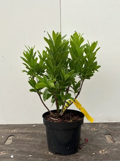 Laubabwerfende Azalee (Azalea pontica / Azalea flavum) 30–40 cm C4 im Topf, mehrtriebiger Strauch mit grünem Laub.