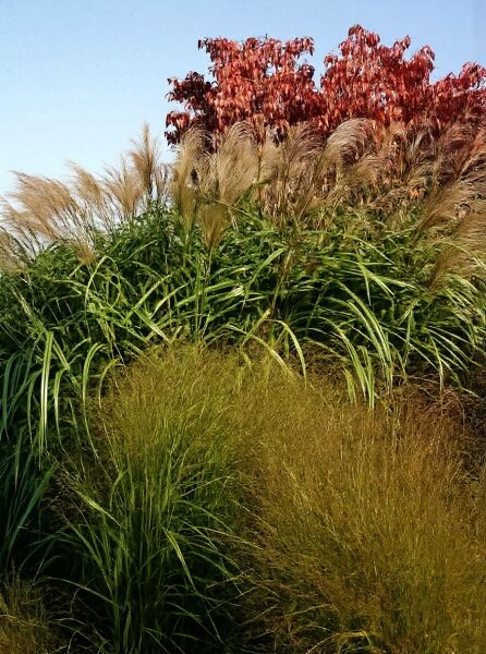 Miscanthus sinensis 'Goliath' / Chinaschilf 'Goliath' mit hohen, grünen Blättern und silbrig-beigen Blütenrispen im Horst