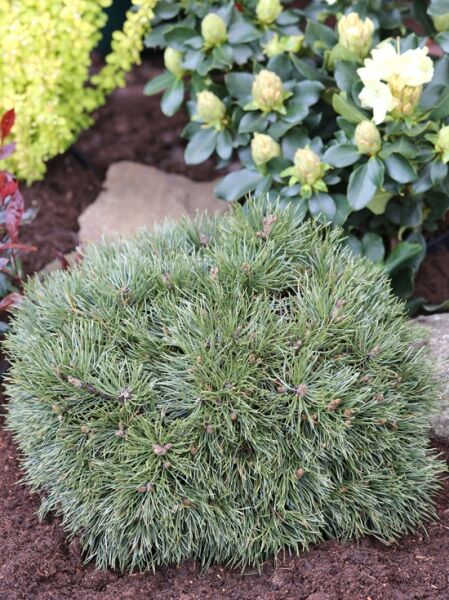 Zwerg-Hakenkiefer &#039;Grüne Welle&#039; / Pinus mugo / uncinata &#039;Grüne Welle&#039;