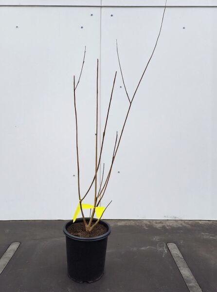 Salix purpurea / Purpur-Weide 40-60 cm C2, mehrtriebige Jungpflanze im schwarzen Topf mit langen, kahlen Ruten