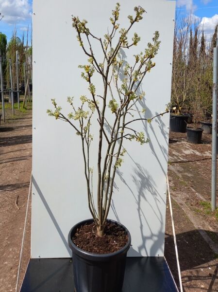 Asiatisches Gelbholz / Amur-Maackia / Asiatisches Gelbholz / Amur-Maackia