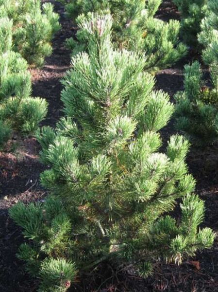Pinus mugo 'Pal Maleter' / Zwerg-Kiefer