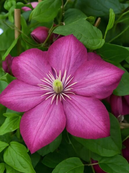 Waldrebe Clematis viticella 'Avant-Garde' mit großer pinkvioletter Blüte und hellem Staubgefäß, umgeben von grünen Blättern.