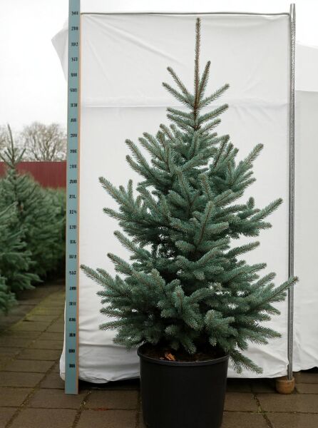 Picea pungens 'Erich Frahm' / Stech-Fichte 'Erich Frahm', 175–200 cm, im Container C90, blaugraue Nadeln, aufrechter Wuchs.