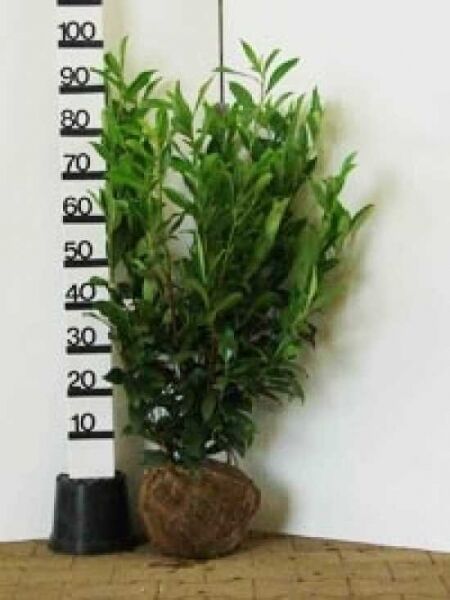 Kirschlorbeer 'Caucasica'  / Kirschlorbeer 'Caucasica' 
