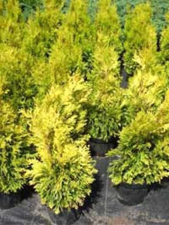 Gelber Lebensbaum '4ever Goldy' - Thuja plicata '4ever Goldy' - Baumschule  NewGarden