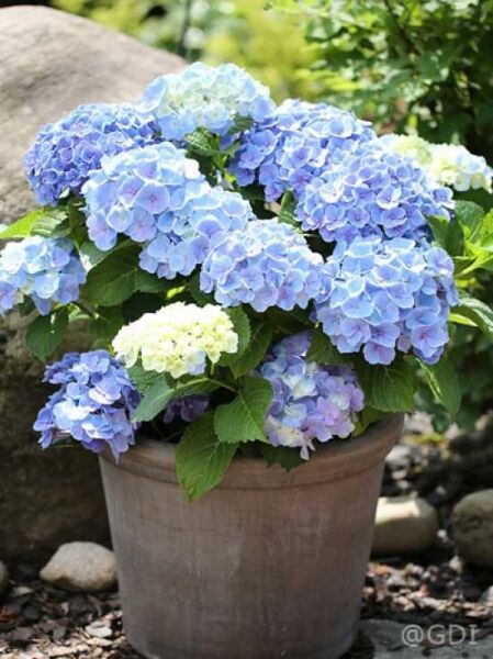 Hydrangea macrophylla 'Endless Summer ®' blau / Bauern-Hortensie 'Endless Summer' blau