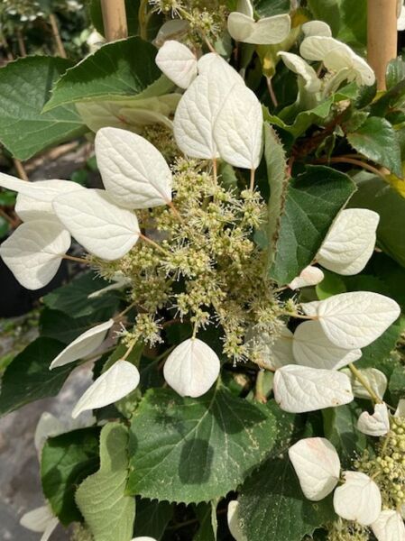 Spalt-Hortensie Snow Sensation / Schizophragma hydrangeoides &#039;Snow Sensation&#039;