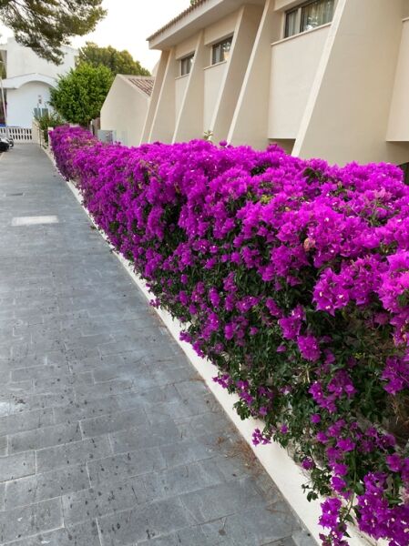 Drillingsblume 'Sanderiana' / Bougainvillea 'Sanderiana' / Drillingsblume 'Sanderiana' / Bougainvillea 'Sanderiana'