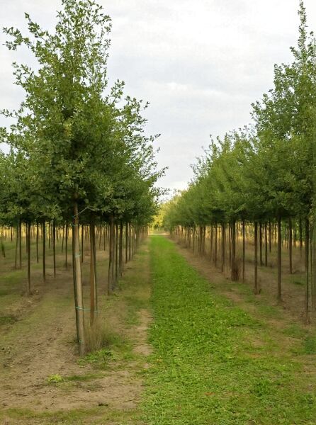 Quercus robur (Stiel-Eiche/Sommer-Eiche) Hochstamm 20-25 StU mit Drahtballen, Reihe junger Bäume in Baumschule