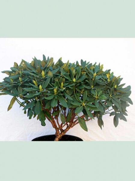 Rhododendron yakushimanum 'Marrakesch' / Rhododendron 'Marrakesch', Solitär im Topf, 60–70 cm Breite, m. B.