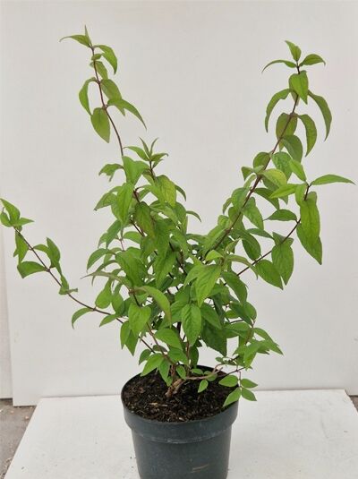 Deutzia hybrida 'Strawberry Fields' (Sternchenstrauch) im Topf, Variante 40–60 cm C3, grünes Laub an aufrechten Trieben.