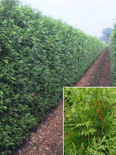Lebensbaum Excelsa / Fertighecke / Heckenelement 200 cm / Thuja plicata 'Excelsa'