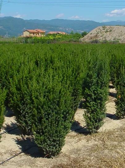mnnliche Becher-Eibe 'Hillii' - Taxus media 'Hillii' - Baumschule NewGarden
