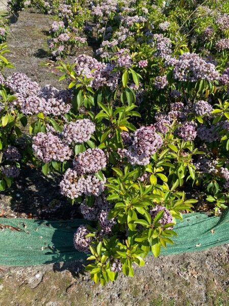 Kalmia latifolia 'Sterntaler' (Lorbeerrose/Berglorbeer) Solitär 70-80 cm, Strauch mit rosa Blütenständen und grünen Blättern