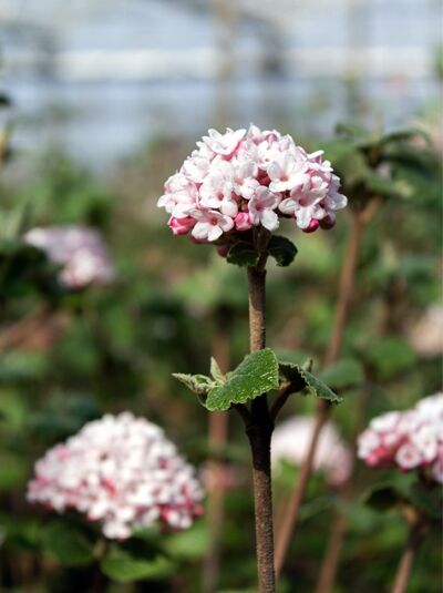 Viburnum carlesii 'Diana' / Schneeball 'Diana' mit rosafarben-weißen Blütendolden und grünem Laub am Zweig