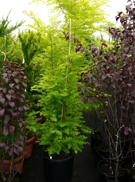 Gold-Gleditschie (Gleditsia triacanthos 'Sunburst') 175–200 cm, C20: Jungbaum im Topf mit hellgrünem, gefiedertem Laub