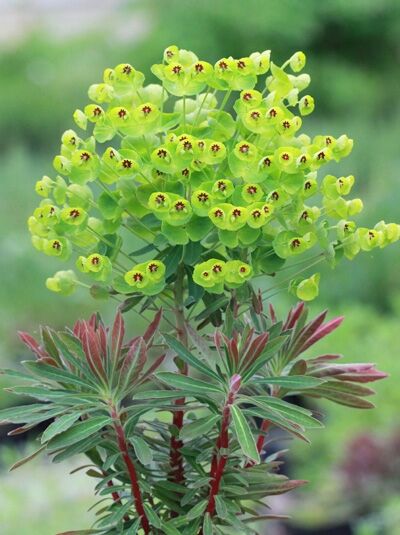 Wolfsmilch 'Baby Charm ®' - Euphorbia martinii 'Baby Charm ®'