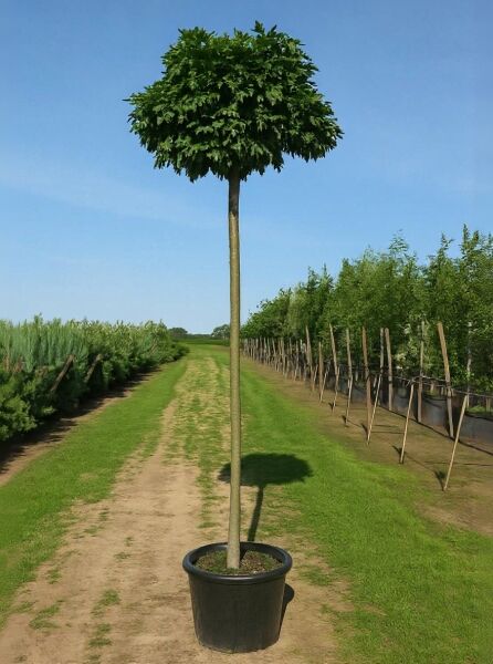 Quercus palustris 'Green Dwarf' Kugelsumpfeiche, Hochstamm im Container mit kugeliger Krone, ca. 225 cm, Stamm 12-14 StU