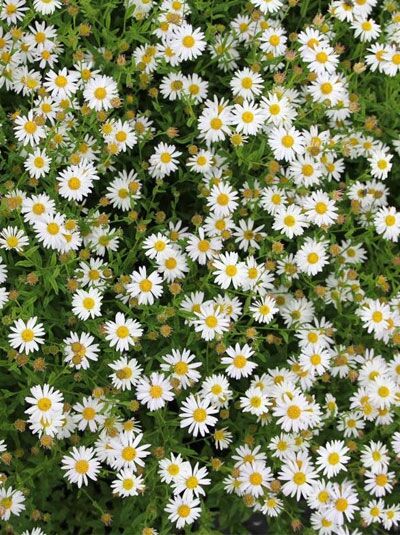 Schön-Aster 'Alba' / Kalimeris incisa 'Alba'