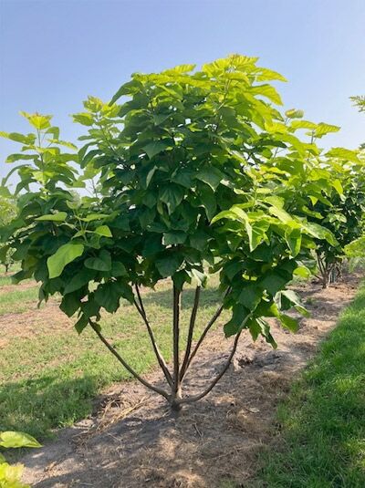 Catalpa bignonioides 'Aurea' Gold-Trompetenbaum, mehrstämmig, 200-250 cm, mit gelbgrünem Laub und mehreren Stämmen.