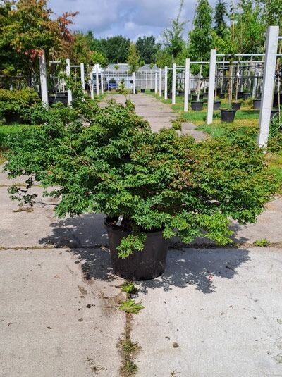 Zwerg-Fächer-Ahorn 'Little Princess' / Japanischer Ahorn 'Little Princess' / Zwerg-Fächer-Ahorn 'Little Princess' / Japanischer Ahorn 'Little Princess'