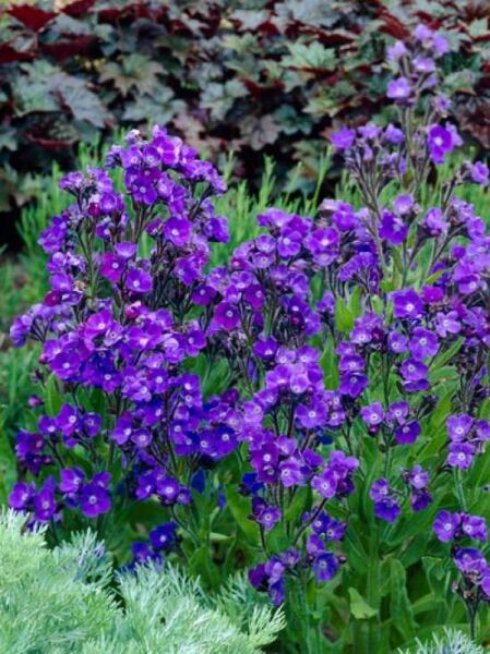 Ochsenzunge 'Loddon Royalist' / Anchusa Azurea 'Loddon Royalist'