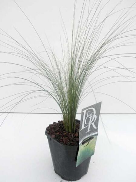Stipa tenuissima 'Ponytails' (Nassella tenuissima) – Frauenhaargras im Topf C2 mit feinen, bogig überhängenden Halmen