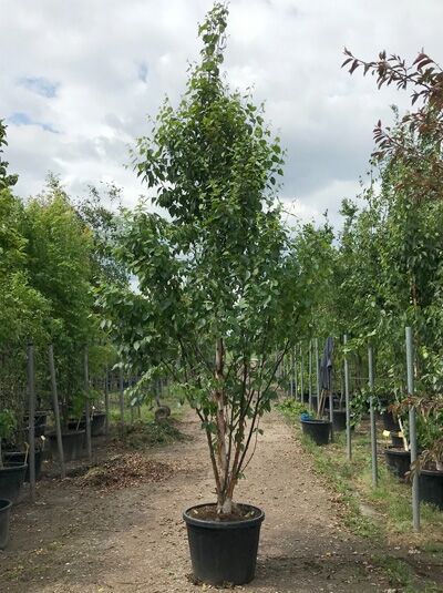 Kupfer-Birke 'Fascination' (Betula albosinensis) 350-400 cm C100, mehrstämmiger Baum im Container mit grünem Laub.