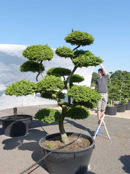 Ulmus minor 'Jacqueline Hillier' H: 250 cm B: 170 cm / Garten-Bonsai (101217)