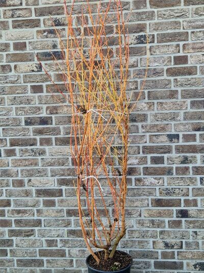 Buntrindiger Hartriegel 'Anny’s Winter Orange' / Cornus sanguinea 'Anny’s Winter Orange'