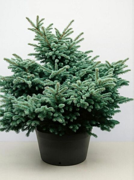 Picea pungens 'Montgomery' / Stech-Fichte 'Montgomery' 100-125 cm C70, kompakt wachsender Nadelbaum im Container mit blaugrünen Nadeln