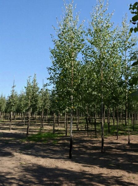 Weiß-Birke Betula pendula 'Zwitsers Glorie' Hochstamm 18-20 StU, Baumreihe in der Baumschule mit belaubter Krone