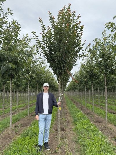 Prunus x hillieri 'Spire' / Zierkirsche 'Spire' Hochstamm 14-16 StU mit Drahtballen, schlanker Stamm mit Krone und Laub