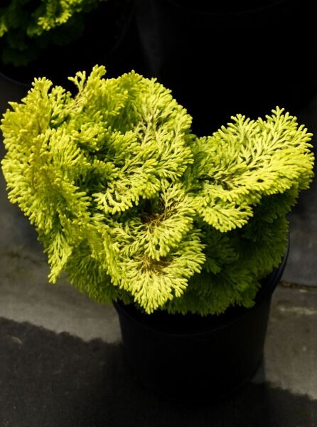 Gelbe Zwerg-Muschelzypresse (Chamaecyparis obtusa 'Nana Gracilis aurea') im Topf, 20-25 cm, C3