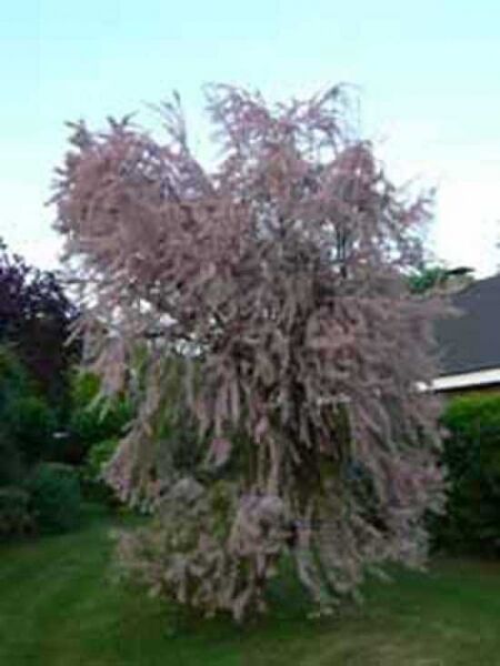 Französische Tamariske / Tamarix gallica