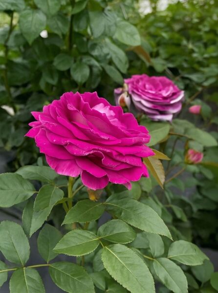 Beetrose Rosa 'Fräulein Maria' mit gefüllter pink-violetter Blüte und grünem Laub am Trieb.